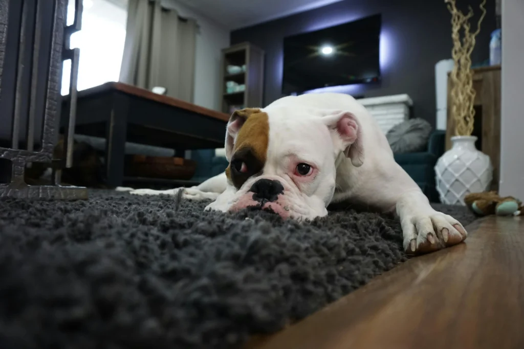 Dog resting on gray area rug in modern living room