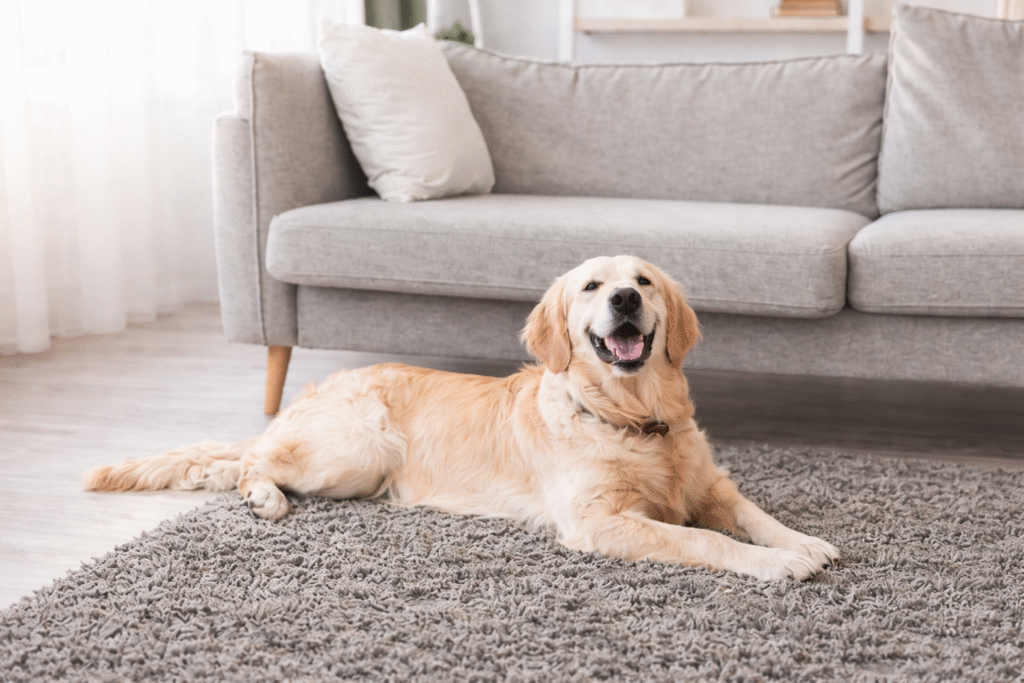 Easy Ways to Maintain Clean Carpets When You Have Pets