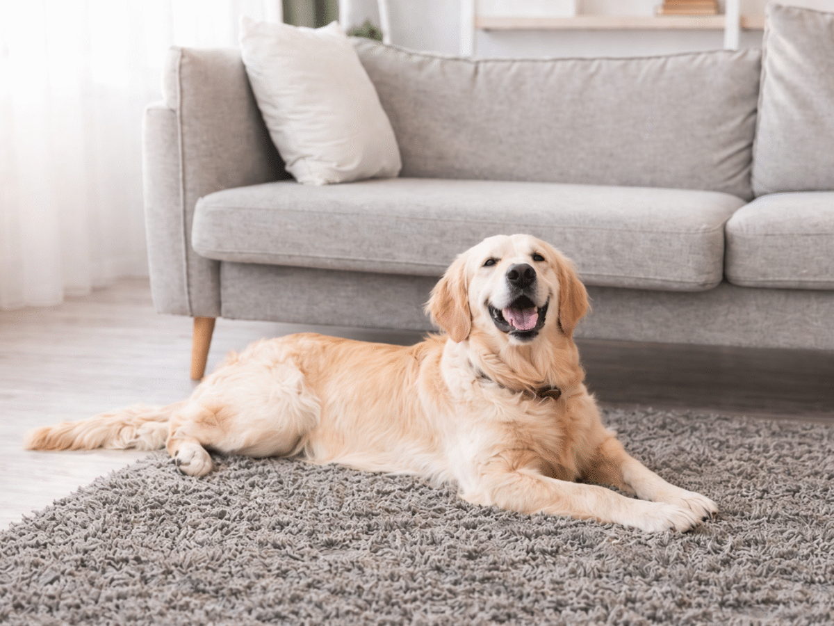 Easy Ways to Maintain Clean Carpets When You Have Pets